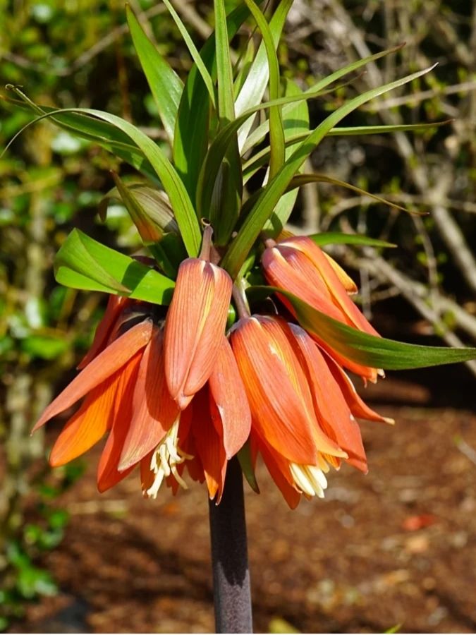 Фрітіларія Imperialis Garland Star