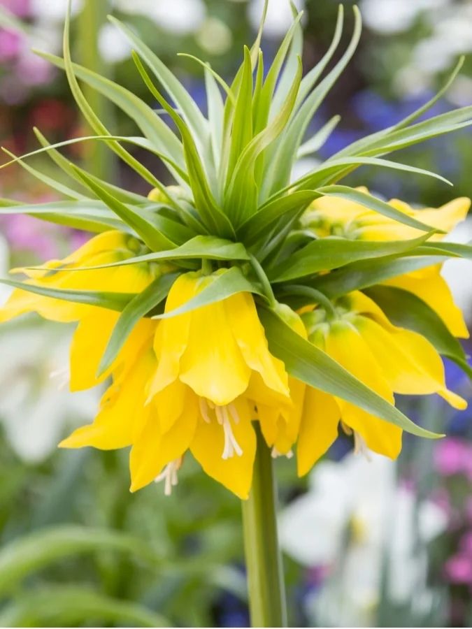 Фрітіларія Maxima Lutea