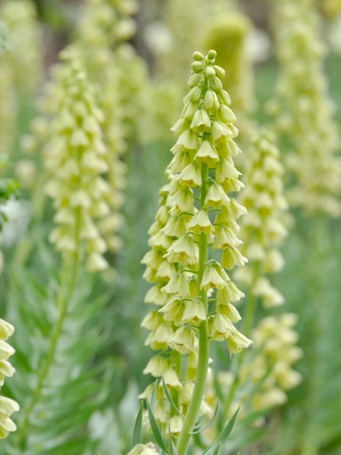 Фрітіларія Persica Ivory Bells