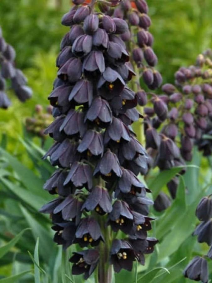 Фрітіларія Purple Favorite