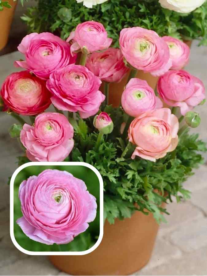 Лютики roze