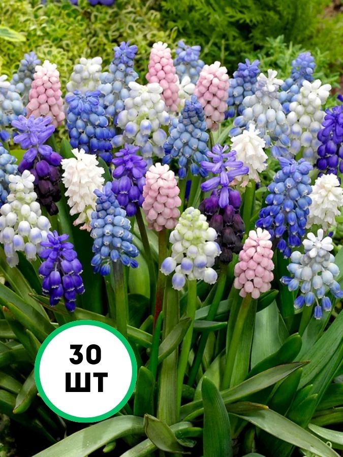 Мускарі мікс — яскраві та радісні весняні квіточки